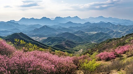 spring view of pink azalea flowers at Hwangmaesan Mountain with the background of mountain range near Hapcheon-gun, South Korea.