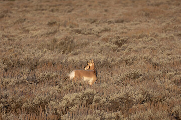 Pronghorn in morning light in Grand Teton National Park