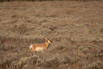 Pronghorn in morning light in Grand Teton National Park