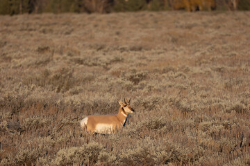 Pronghorn in morning light in Grand Teton National Park