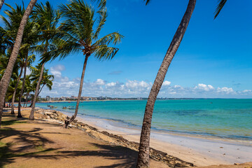 coqueiros na praia da Ponta Verde em Maceió Alagoas Brasil