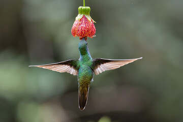 Hummingbird of Ecuador's rain forests