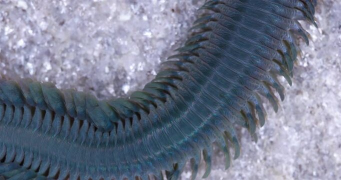 Epitoky form worm Polychaeta Nereis virens under microscope, family Nereididae. Modified enlarged parapodia and developed paddle-like setae to improve swimming ability. White Sea