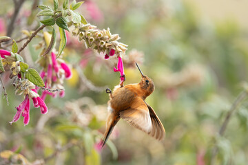 Shining Sunbeam in Antisana, Ecuador