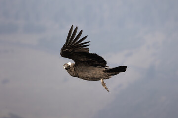 Condors in Ecuador