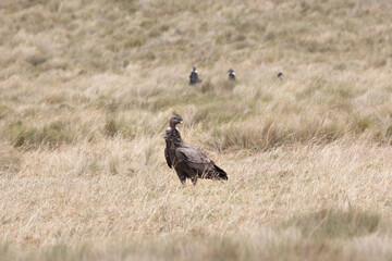 Condors in Ecuador