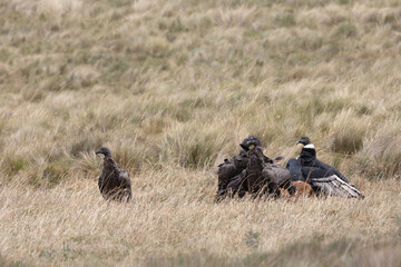 Condors in Ecuador