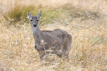 White Tailed Deer in Antisana, Ecuador