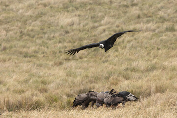 Condors in Ecuador