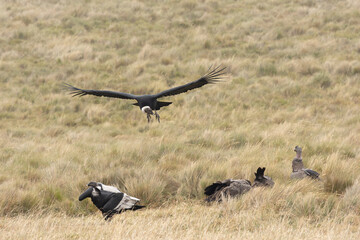 Condors in Ecuador