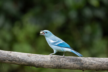 Blue Gray Tanager in Napo, Ecuador