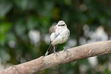 Fototapeta premium Tropical Mockingbird, San Francisco de Borja, Ecuador