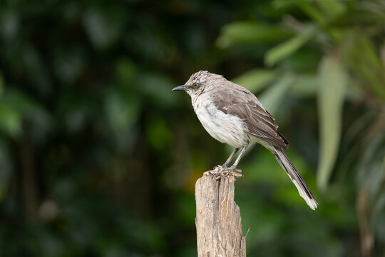 Tropical Mockingbird, San Francisco de Borja, Ecuador
