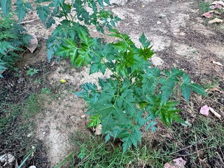 Green leaves on the branches of Melia azedarach (Rosary tree). Chinaberry, Pride of India, Bead tree, Cape lilac, Syringa berrytree, Persian or Indian lilac; Rosary tree, Indian lilac, Devil's olive.
