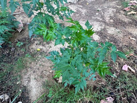 Green leaves on the branches of Melia azedarach (Rosary tree). Chinaberry, Pride of India, Bead tree, Cape lilac, Syringa berrytree, Persian or Indian lilac; Rosary tree, Indian lilac, Devil's olive.
