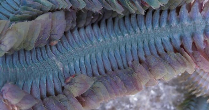 Epitoky form worm Polychaeta Nereis virens under microscope, family Nereididae. Modified enlarged parapodia and developed paddle-like setae to improve swimming ability. White Sea