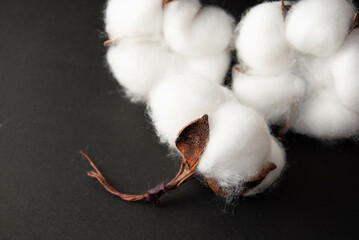 Fluffy cotton flower isolated on a deep black background.
