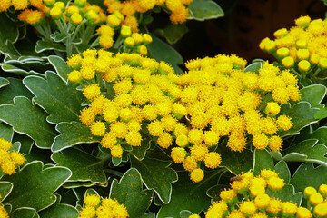 Gold and Silver Chrysanthemum