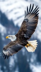 Fototapeta premium Majestic bald eagle in flight against snowy mountain backdrop.