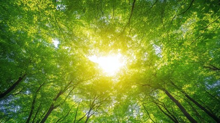 Fototapeta premium Bright Sunlight Filters Through Vibrant Green Tree Leaves in a Lush Forest During Midday, Creating a Serene Natural Environment for Relaxation and Exploration