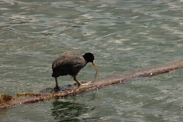 Eurasian Coot building a Nest