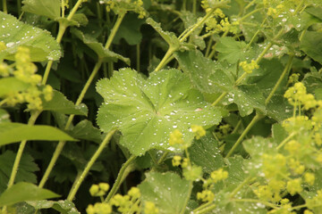 Raindrops on Leaves