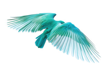 Obraz premium Vibrant turquoise bird in mid-flight showcasing magnificent wings against a white background
