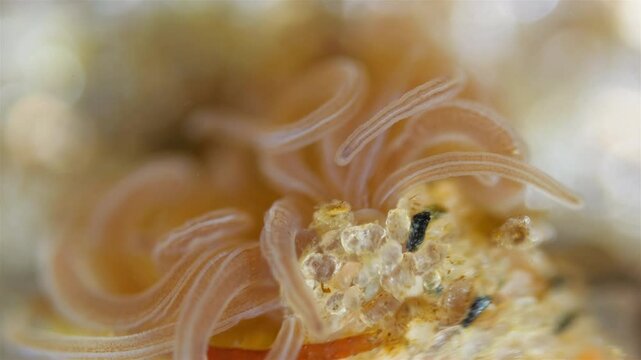 Worm Polychaeta Neoamphitrite figulus, family Terebellidae under a microscope, phylum Annelida. The video shows tentacles. White Sea
