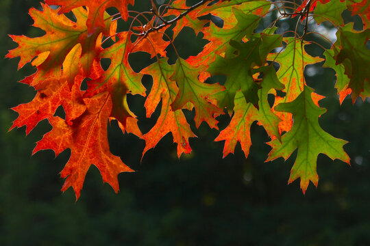 amerikanische roteiche