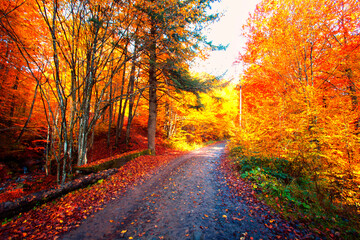 Obraz premium autumn forest scenery, perfect autumn morning dawn, nature colorful background 