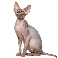 Adorable hairless Sphinx cat isolated on the transparent background