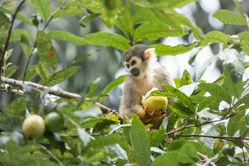 Squirrel Monkey, Tena, Ecuador