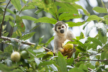 Squirrel Monkey, Tena, Ecuador