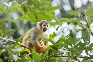 Squirrel Monkey, Tena, Ecuador