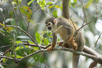 Squirrel Monkey, Tena, Ecuador