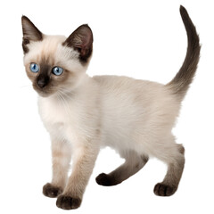 Adorable furry Siamese kitten with blue eyes isolated on the transparent background