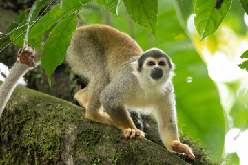 Squirrel Monkey, Tena, Ecuador