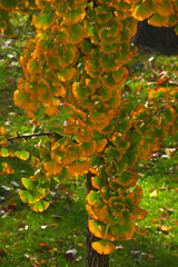 Ginkgobaum