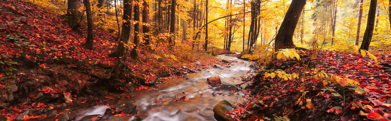 autumn forest scenery, perfect autumn morning dawn, nature colorful background	