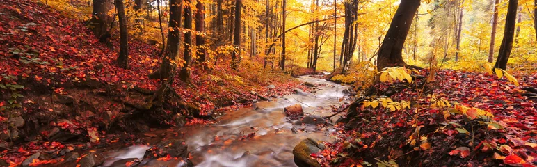 Selbstklebende Fototapeten autumn forest scenery, perfect autumn morning dawn, nature colorful background  © Rushvol