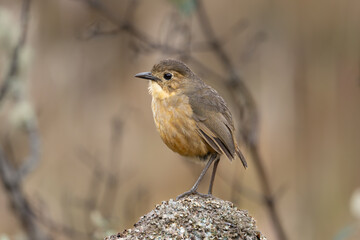 Tawny Antpitta, Cayambe - Coca
