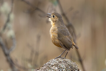 Tawny Antpitta, Cayambe - Coca