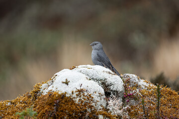 Plumbeous Sierra Flinch