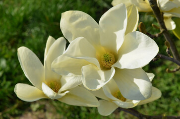 Magnolia Elizabeth cream- yellow blossom .Closeup photo outdoors .Top view.Gardening,growing magnolia tree concept. free copy space. © Mariana