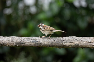 Rufous - Collared Sparrow