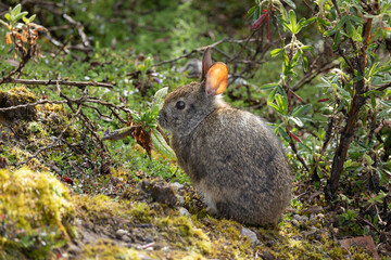A rabbit at El Teleferico Quito
