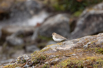 Baird's Sandpiper, Cayambe - Coca, Ecuador