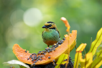 Golden - Eared Tanager