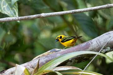Golden Tanager