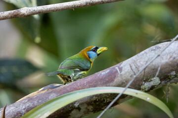 Red Headed Barbet, Ecuador